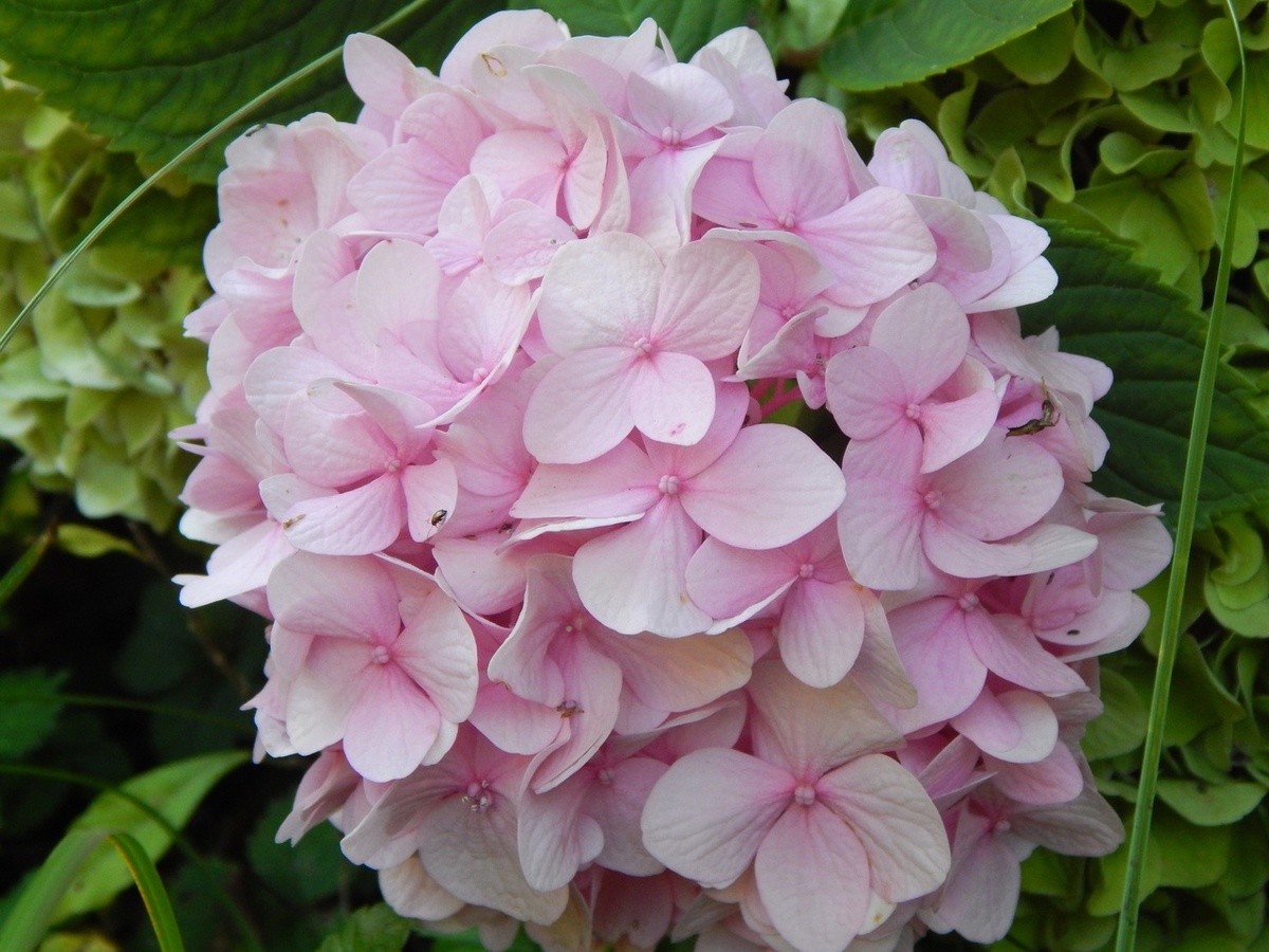 Гортензия (Hydrangea)