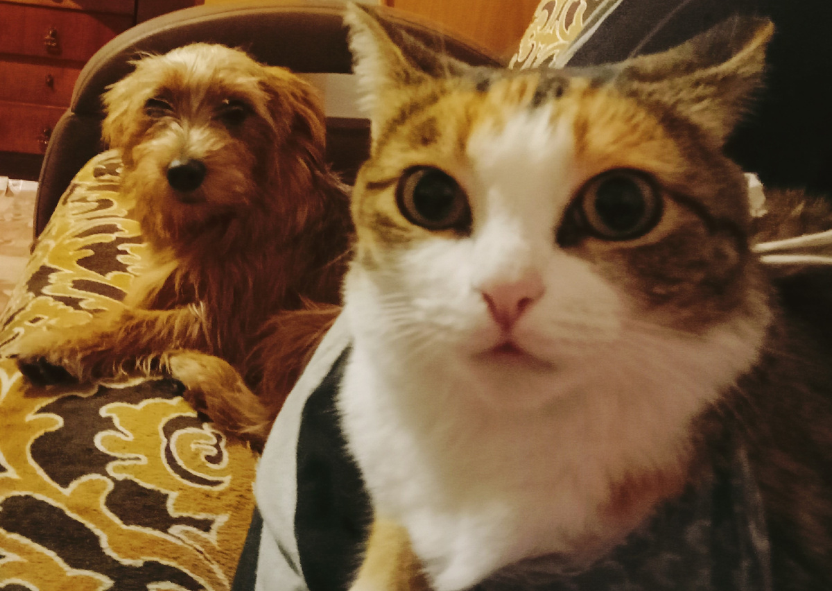 Мелкие. Живут дома.