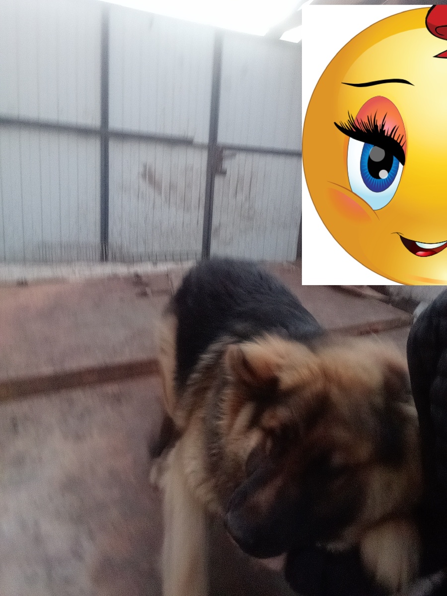 Моя большая собака.