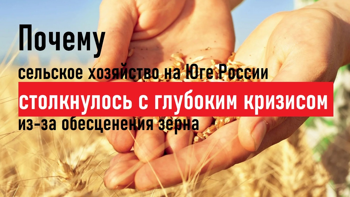 Почему сельское хозяйство на Юге России столкнулось с глубоким кризисом из-за обесценения зерна
