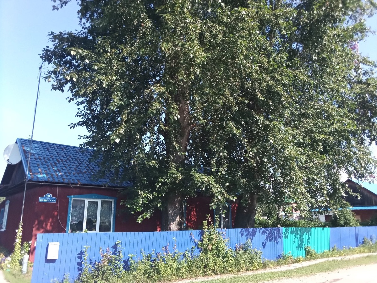    Два тополя