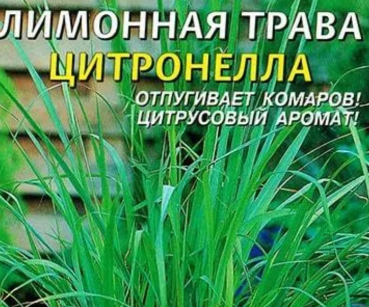 Цитронеллу можно купить и вырастить из семян на подоконнике.