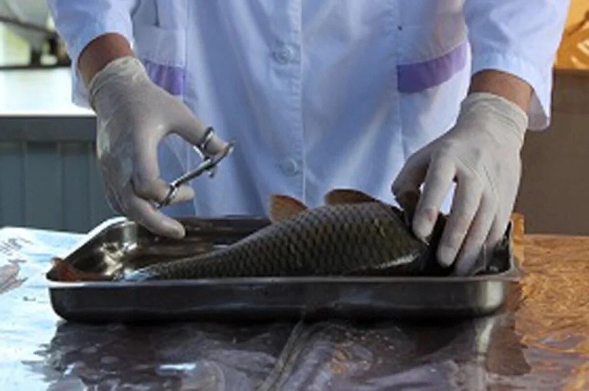    В Самарской области в 2024 г. изъято из оборота 44,4 кг некачественной рыбы