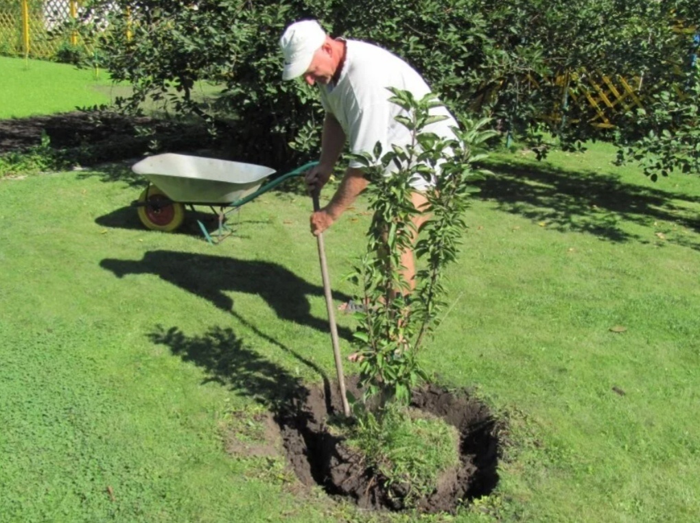 Посадка деревьев. Как пересадить яблоню на новое место. Пересадка яблони на новое место весной. Посадка деревьев. Саженцы деревьев.