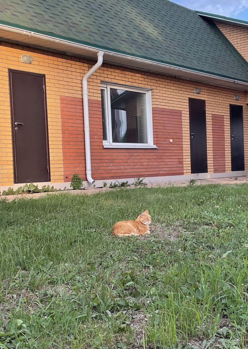 Лев Анастасич собственной персоной! Устроился в травке на ветерке и вещает)))