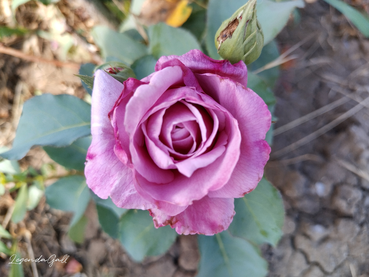 Это вам, мои любимые!