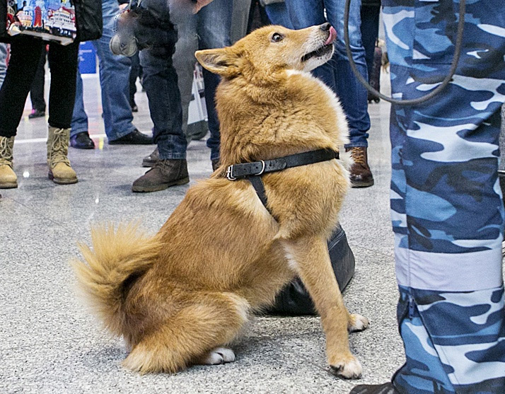 (https://www.frequentflyers.ru/wp-content/uploads/2018/12/dog1.jpg)