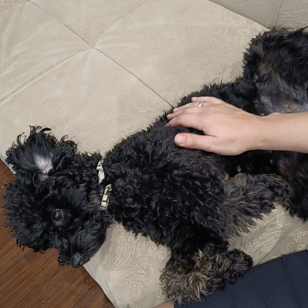 Той-пудель Кнопка