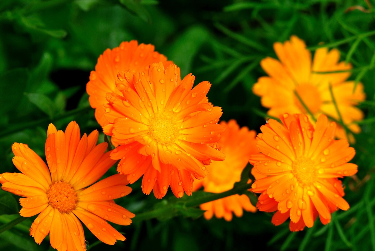 Календула или ноготки