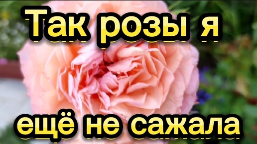 Накупила роз, буду сажать в кашпо🌺