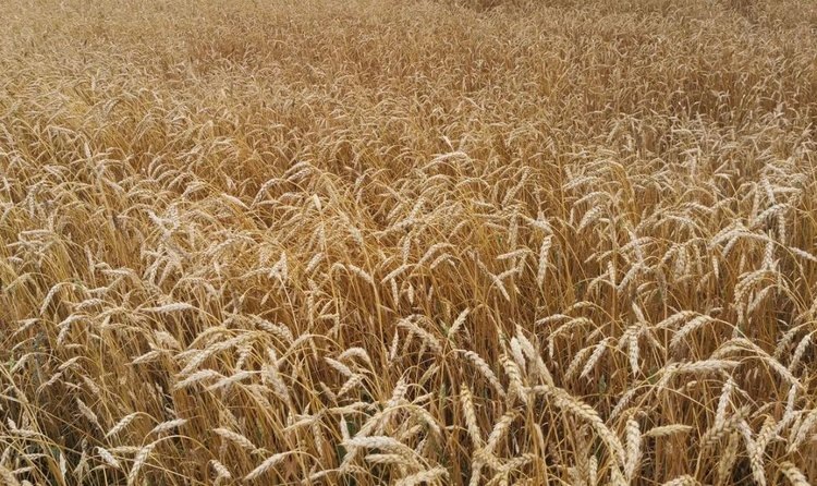    Ряд новаторских пшеничных технологий теперь имеется у Северной Кореи