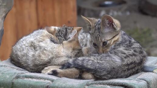 Котята европейских лесных котов. 08.08.2024