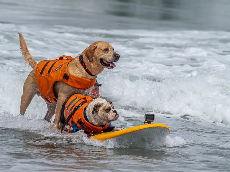 © World Dog Surfing Championships