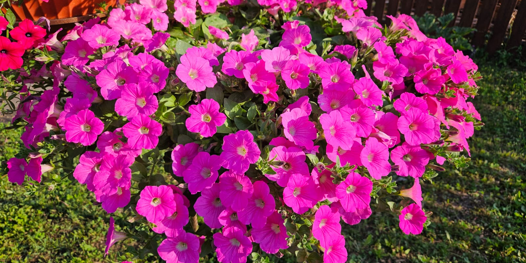 Всего 2 ложки этого удобрения - и петунии будет не узнать, снова зацветут пышными шапками даже в сентябре