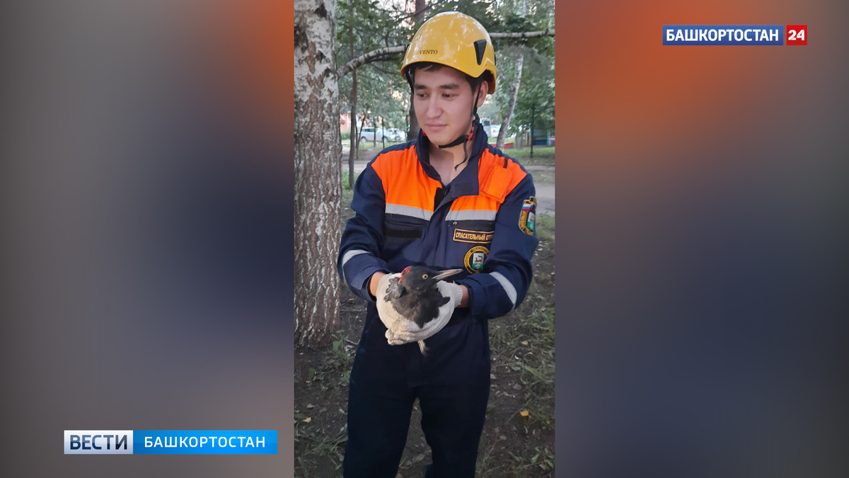    Странно себя вел: в Уфе спасатели помогли дятлу