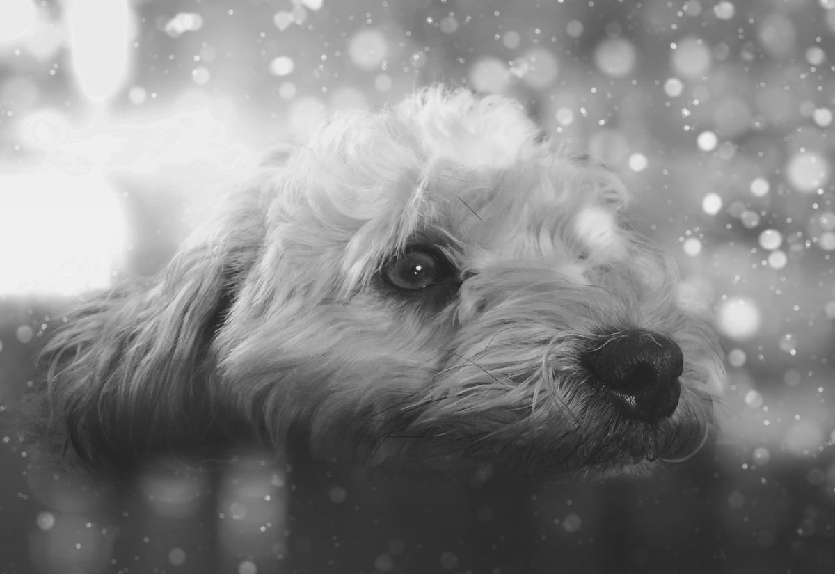 <a href="https://ru.freepik.com/free-photo/cifrovoi-portret-sobaki_1033205.htm#fromView=search&page=2&position=21&uuid=d7f6f79e-5394-4741-b90c-062ac402d974">Изображение от kjpargeter на Freepik</a>