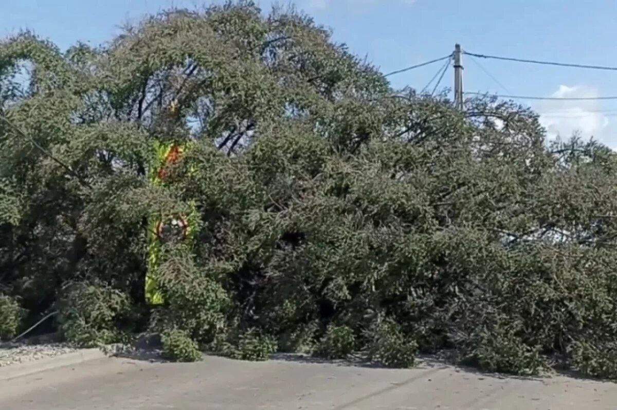    Часть Бердска опять осталась без света из-за упавшего дерева