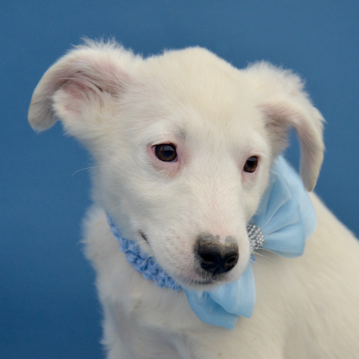 Щенок из приюта "Лохматая душа". Фото из личного архива