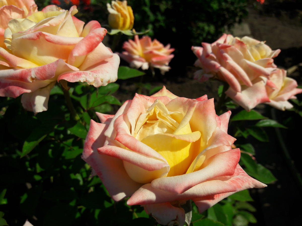  Creme Caramel /Крем Карамель/  