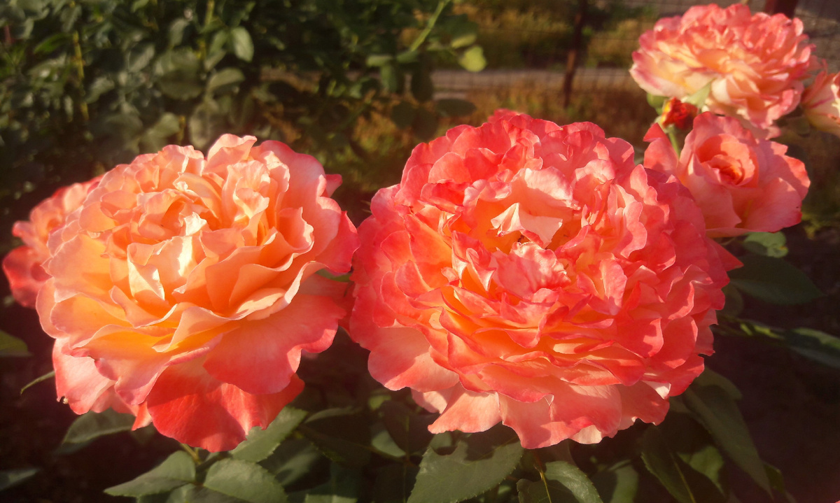 Augusta Luise /Августа Луиза/