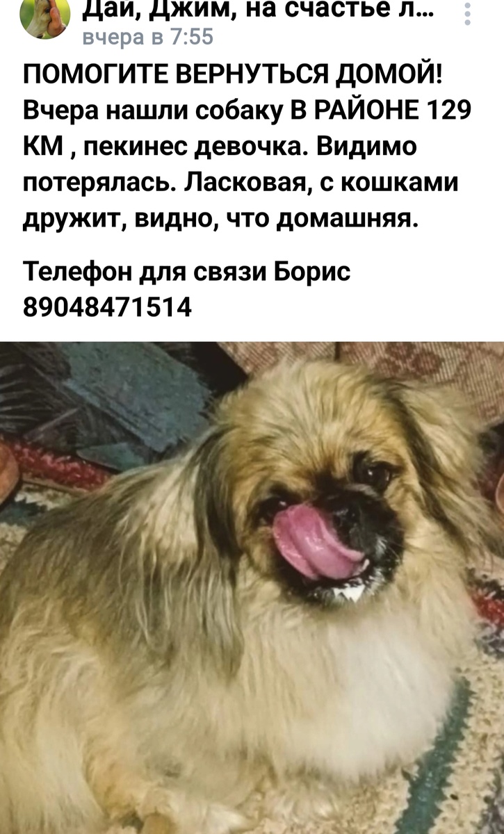 Ласковая, домашняя собака. Дружна с кошками 