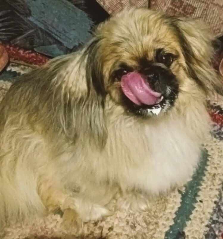 Маленькая потеряшка.