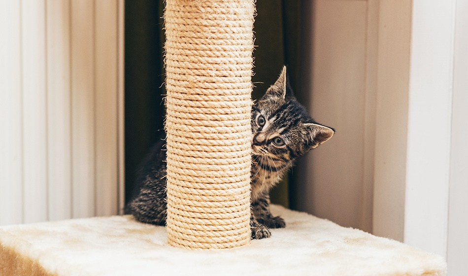 Фото: ysbrandcosijn © 123RF.COM 