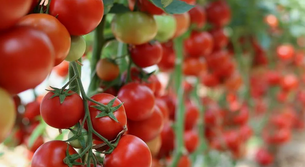 По 4 ст. ложки для полива помидоров! 2 удобрения для подкормки помидоров…