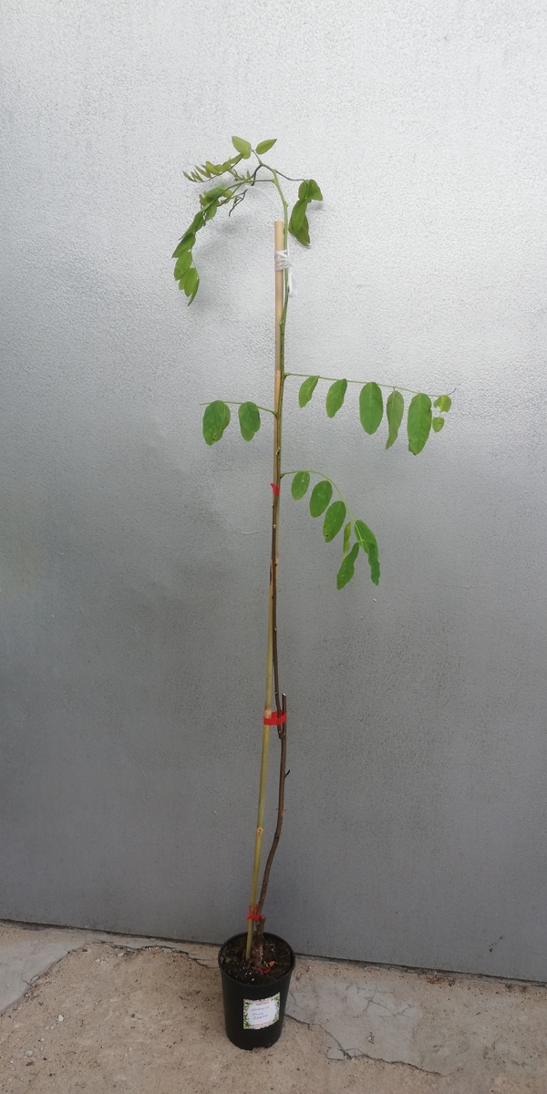 Моя непонятная акация в литровом контейнере, растерявшая по дороге почти всю листву