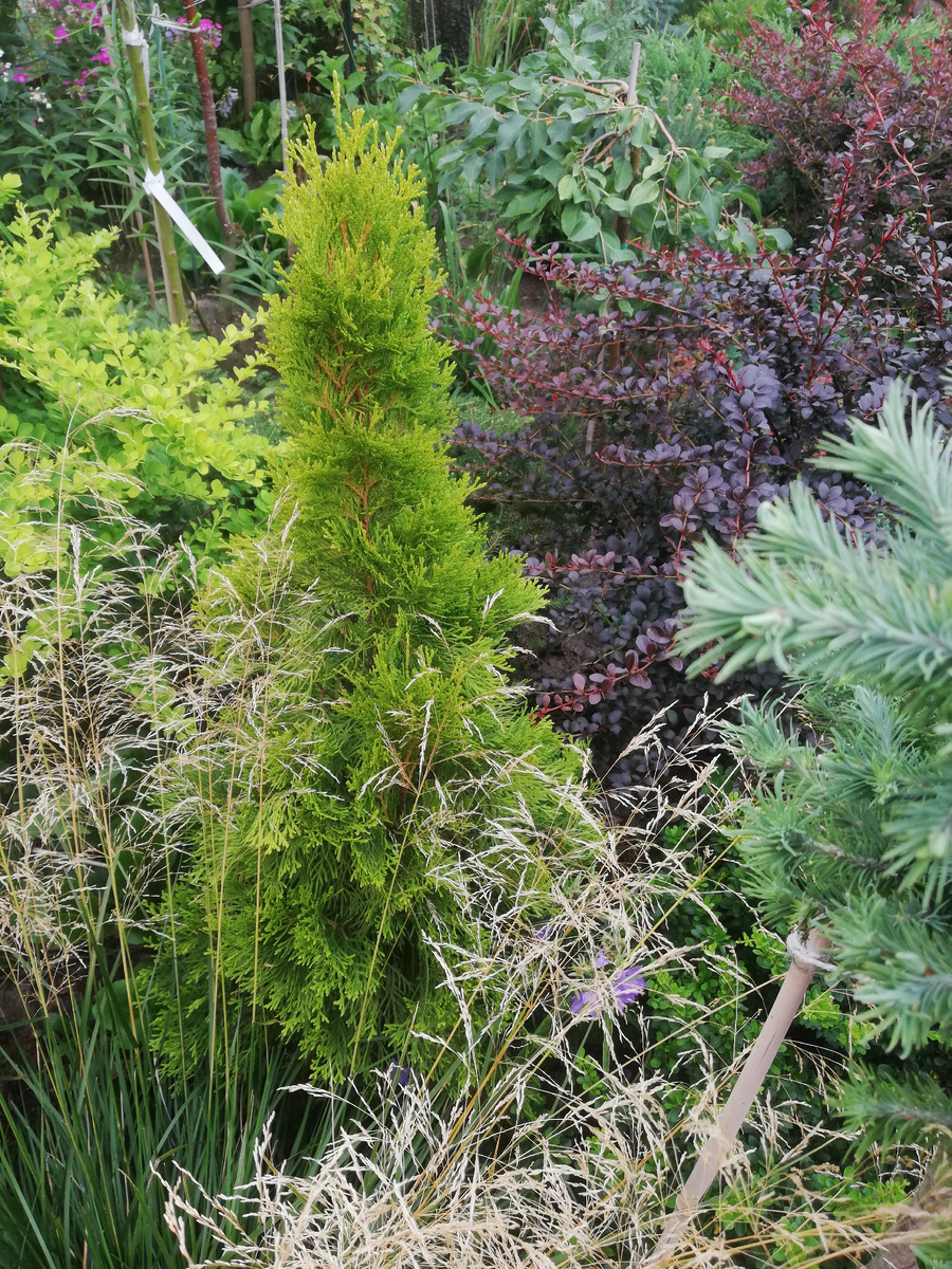 Все растения на фото приехали в разное время из Опт-Хоза