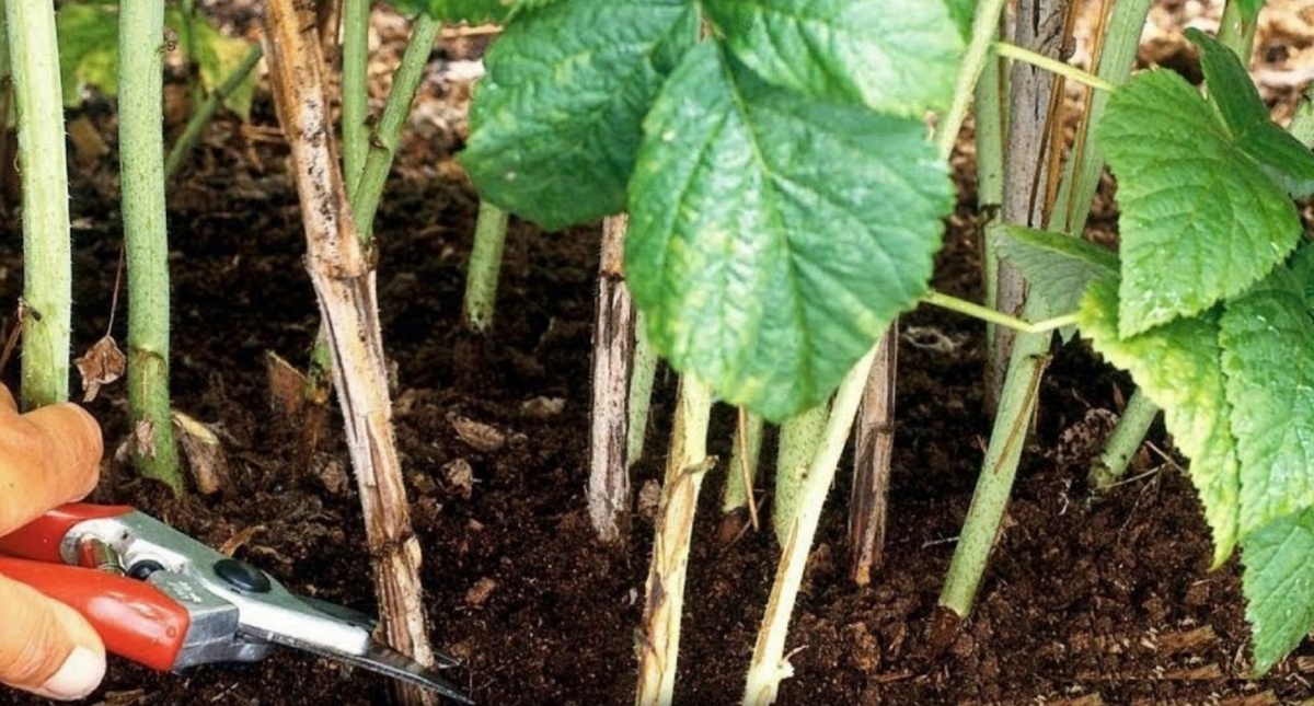 Вырезаем побеги прошлого года. Работы выполняются с помощью острого секатора или садовых ножниц. 