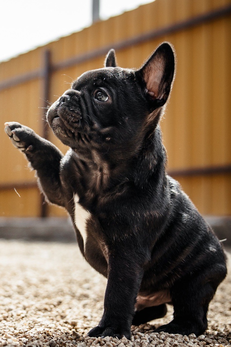 Фото питомника Iz Doma Makos, заводчик Глушкова Марина Николаевна