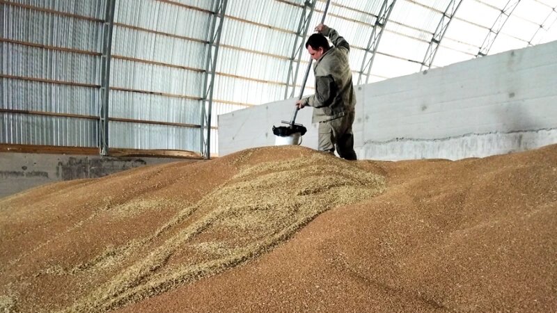     Взятие проб зерна Алтайский филиал "Центр оценки качества зерна"