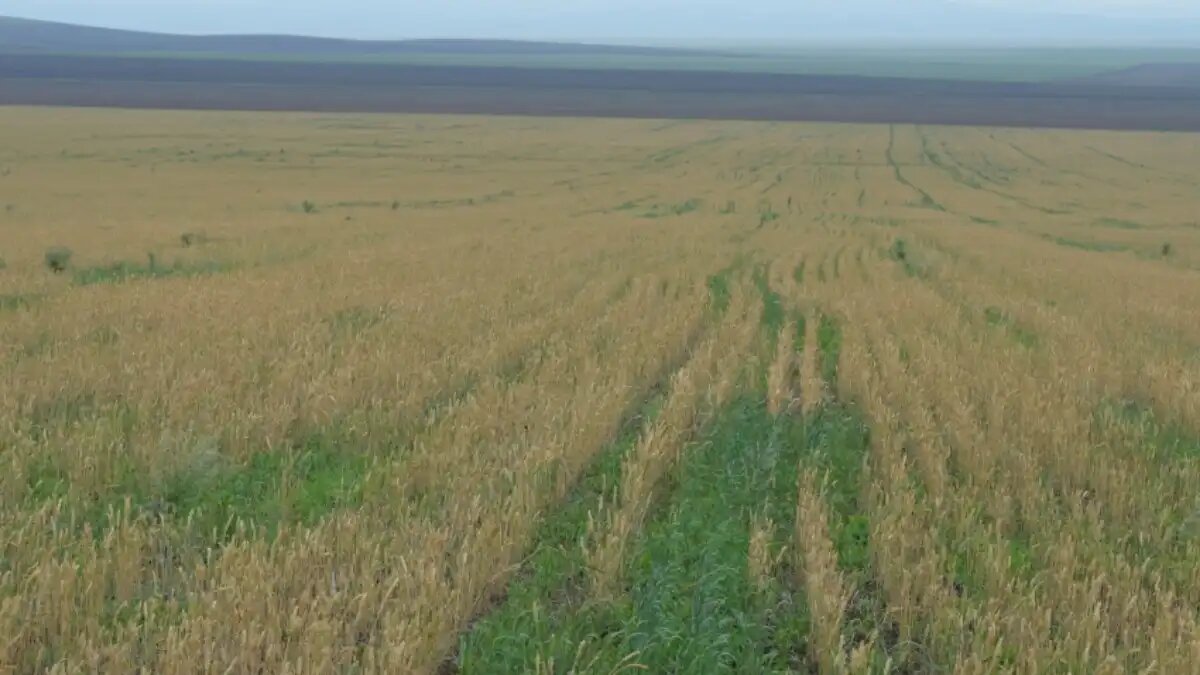 Фото:пресс-служба министерства сельского хозяйства Забайкалья Критическая ситуация травастоя из-за засухи выявлена в Ононском округе, Могойтуйском и, частично, в Агинском районах