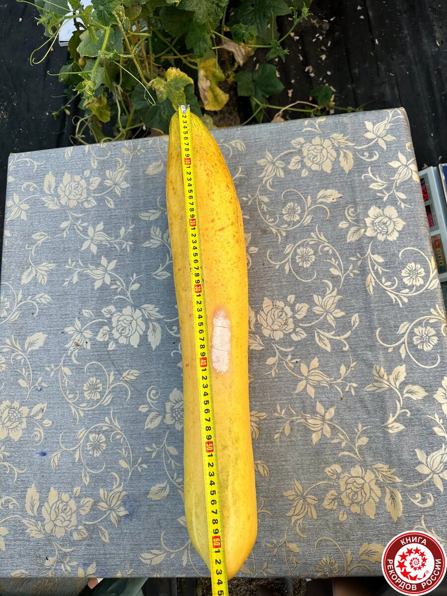Самый длинный огурец в России (источник: Книга рекордов России)