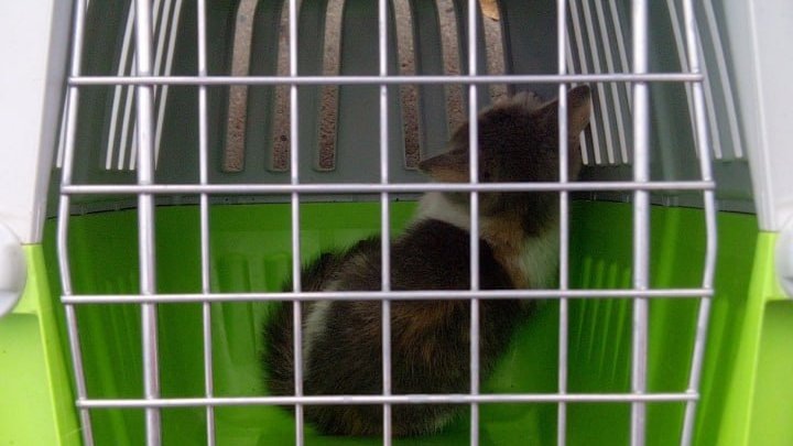    Фото: скрин с видео со страницы Зооспас