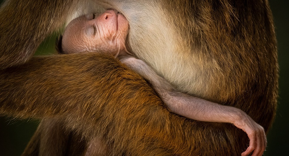 Красота во всех проявлениях: лучшие фото Siena Creative Photo Awards