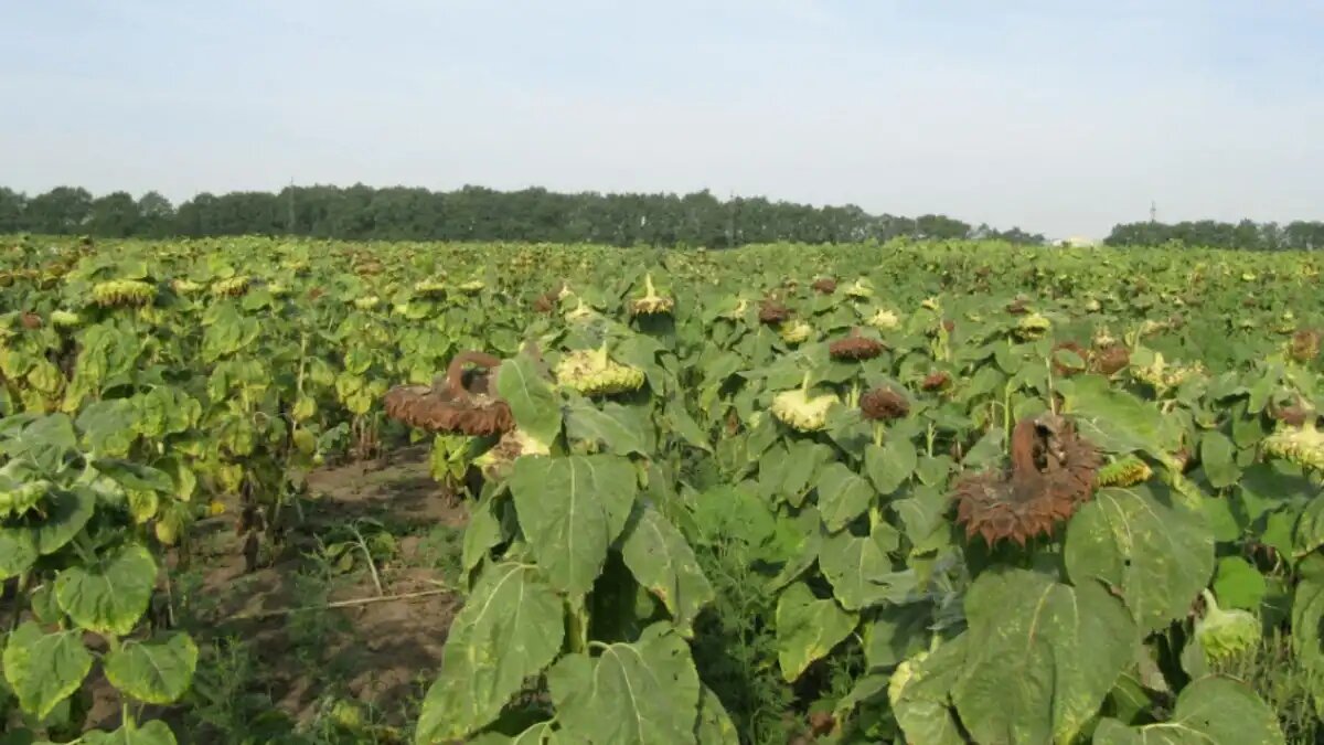 Фото:syngenta Сухая гниль подсолнечника