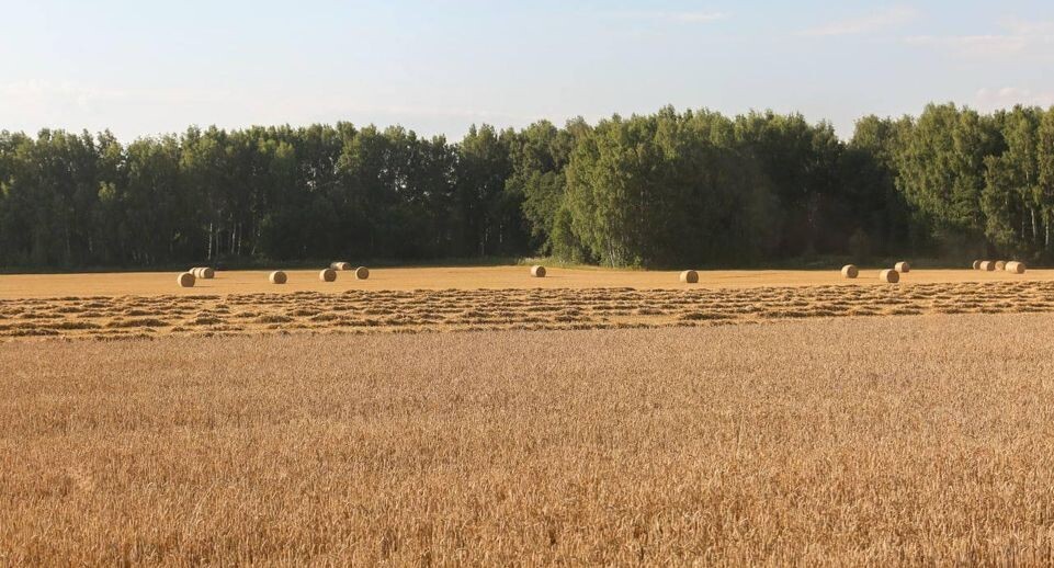    Фото СПА(к) "Кузьминский"