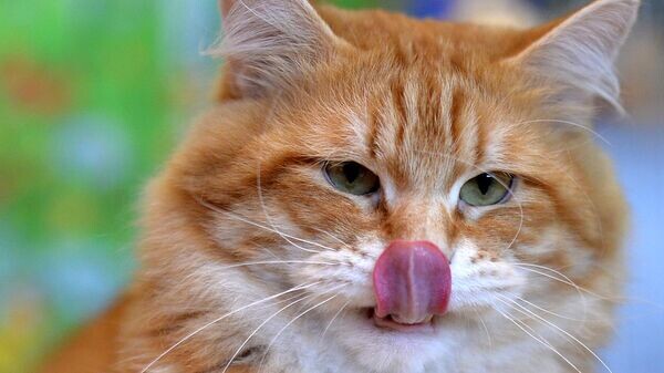    © Sputnik / Владимир Песня