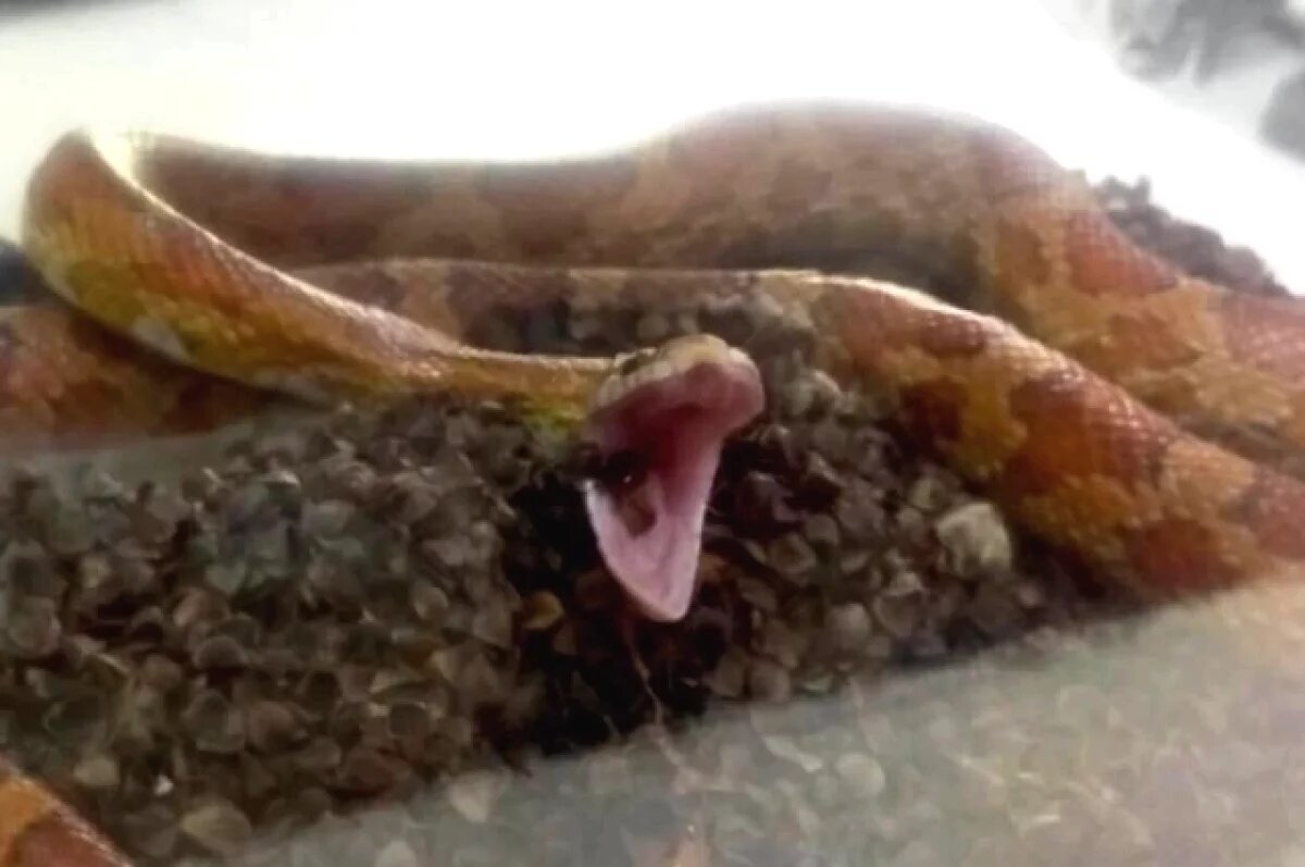    В Ростовской области змеи покусали 14 детей и 43 взрослых