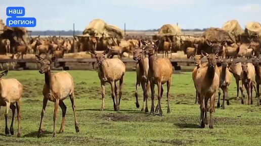 Где живут маралы в Курганской области