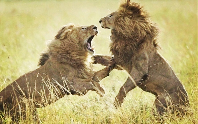 Лев и львица 