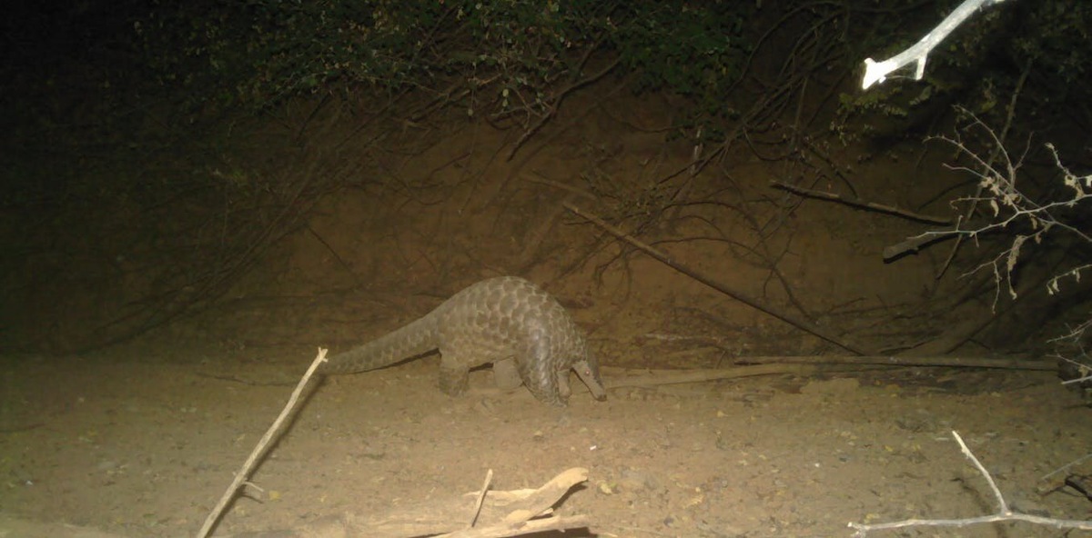     Фото: Panthera NGO–Senegal National Parks