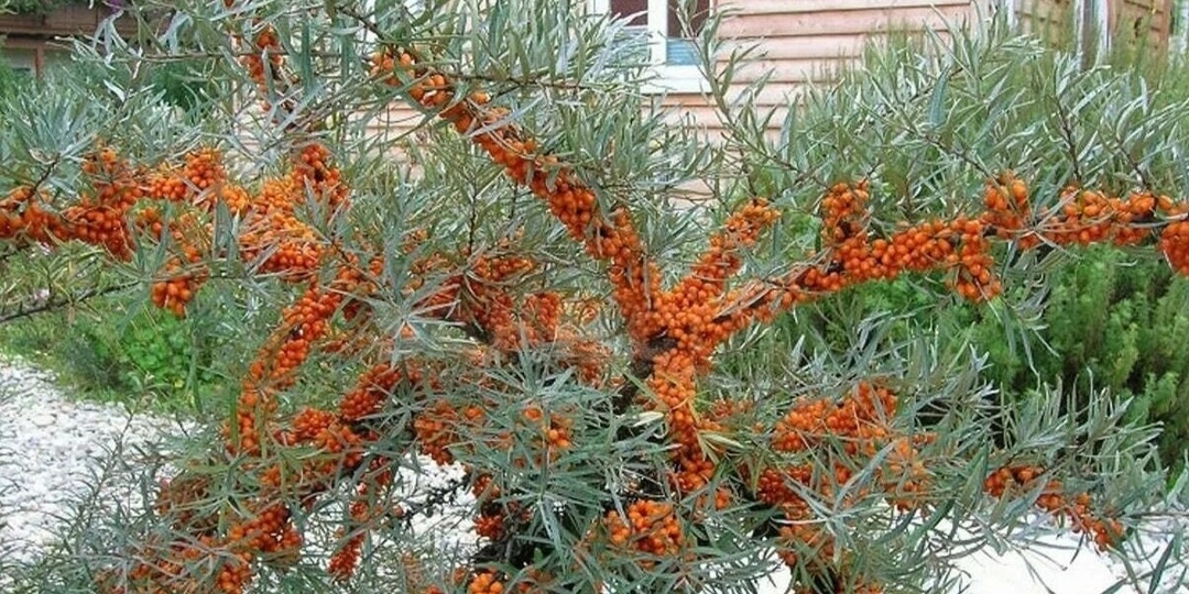 "Настоящие «киллеры» других растений". 7 деревьев, которые лучше не сажать на участке (многие про это забывают)