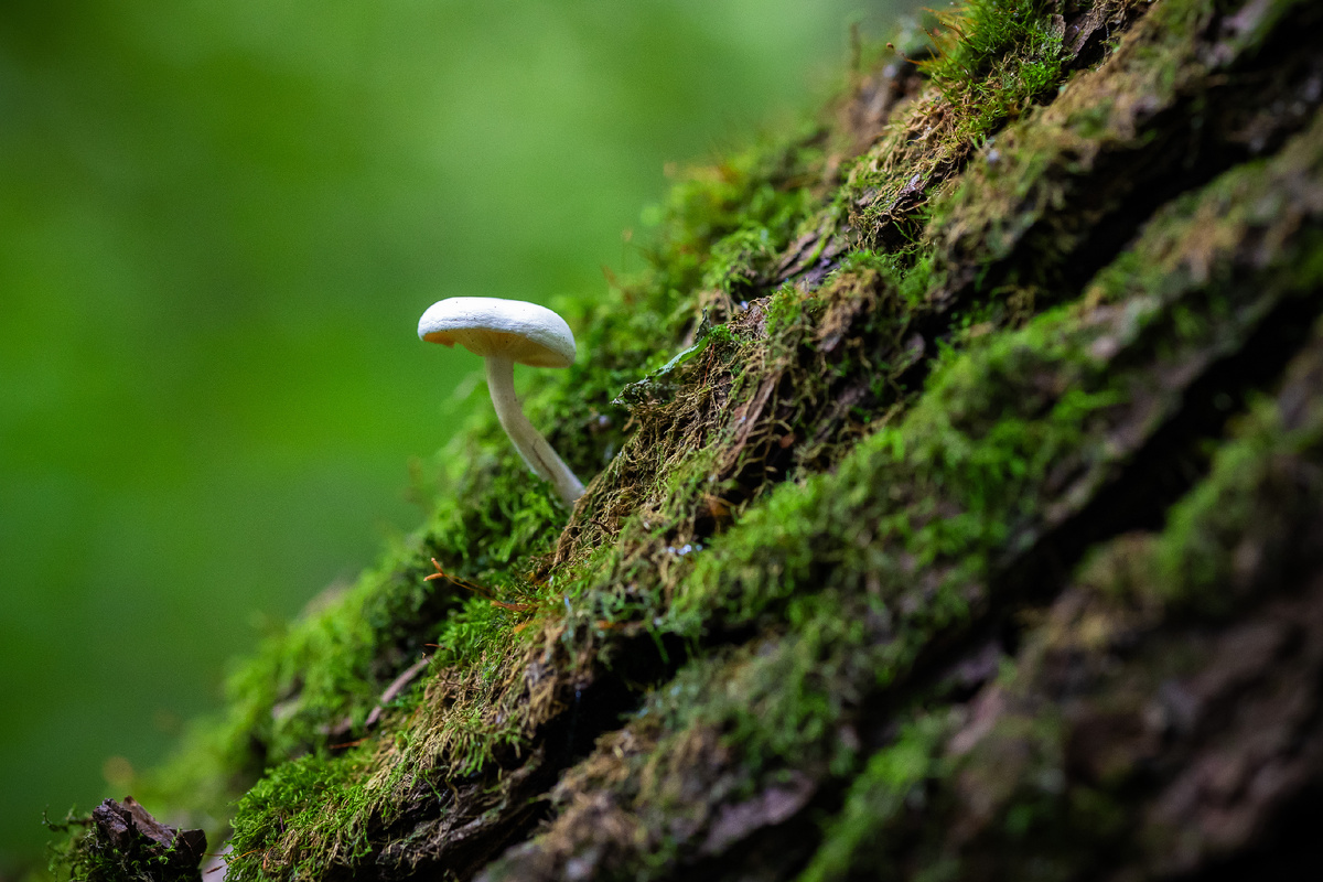 Hygrophorus involutus. Фото Юлия Калугина (Экоцентр Яуза)