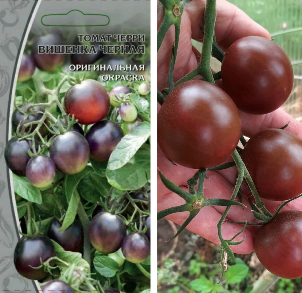 Вишенка чёрная: на пакете с семенами и в реальности. По-моему, на упаковке совсем другой вид томата. Вишенка не чернеет, она из тёмно-зелёной становится бордового цвета.