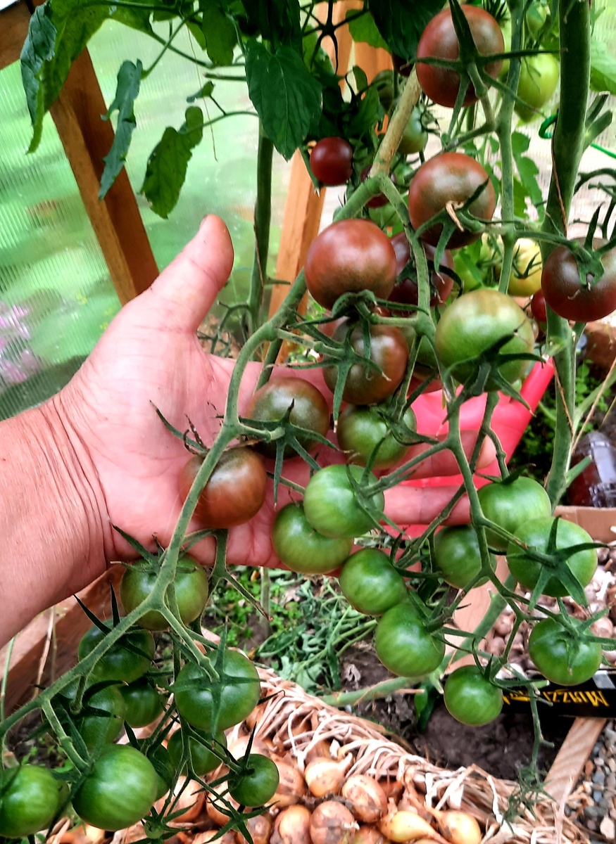 Вишенка чёрная.