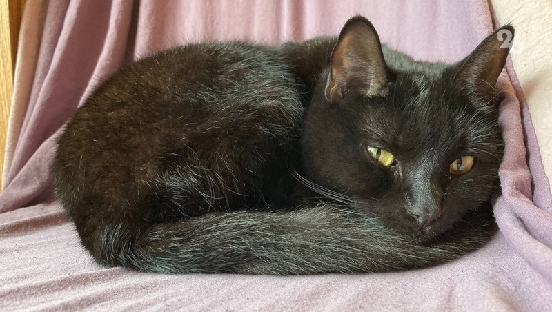      Фото: ИА «Победа26»