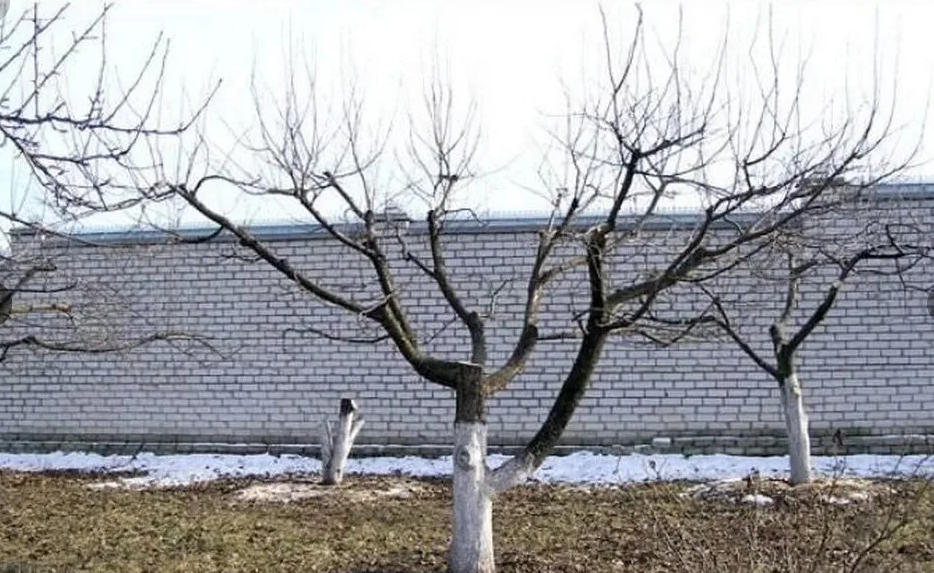 Правильная обрезка старой яблони, крона снижена втрое